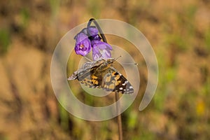 Painted Lady Vanessa cardui butterfly sipping nectar on a Blue Dichelostemma capitatum wildflower, California