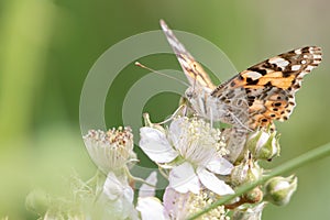 Painted Lady Vanessa cardui butterfly in the sunshine