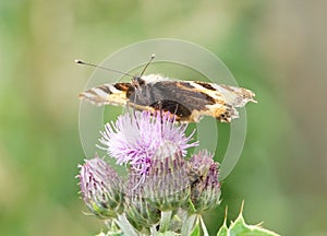 Painted lady Vanessa cardui butterfly on a thistle