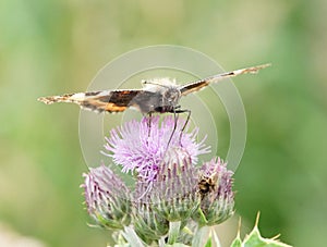 Painted lady Vanessa cardui butterfly on a thistle