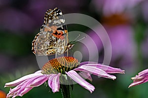 Painted lady or Vanessa cardui a well-known colorful butterfly.