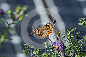 Painted lady or Vanessa cardui a well-known colorful butterfly with a backdrop of solar panels