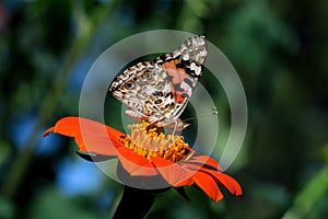 Pintado dama o vistoso mariposa sobre el flor 