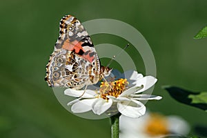 Painted lady or Vanessa cardui a well-known colorful butterfly on white Zinnia flower.