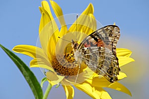 Painted Lady On Yellow Flower