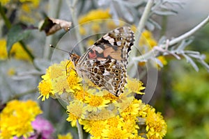 Painted lady on a yellow flower in the garden