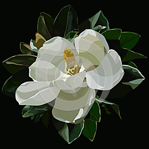 Painted large blossomed white magnolia flower on a black background