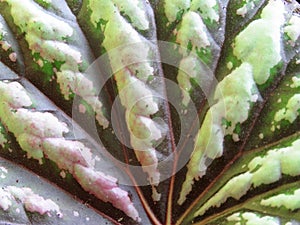 Painted leaf begonia leaf (Begonia Rex)- Also known as Fancy leaf begonia.
