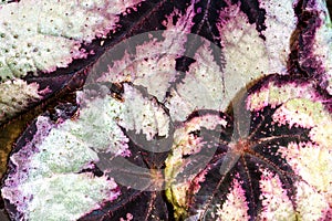 Painted-leaf Begonia Leaves