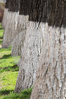 Painted lime tree bark in nature