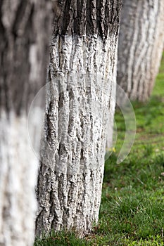 Painted lime tree bark in nature