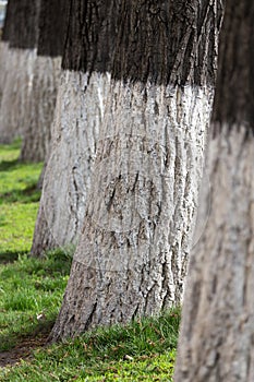 Painted lime tree bark in nature