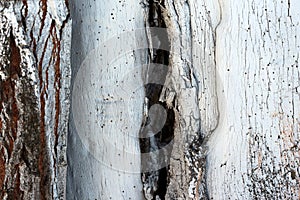 Painted in lime tree bark