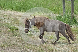 Painted Mini Grazing in the Field