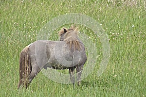 Painted Mini Grazing in the Field