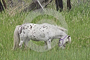 Painted Mini Grazing in the Field