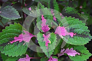 Painted nettle