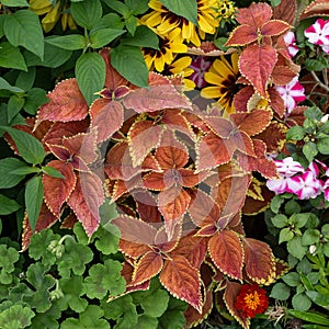 Painted Nettle Coleus scutellarioides, yellow lined, brown-red foliage