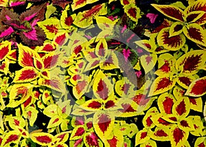 Painted nettle Solenostemon scutellarioides