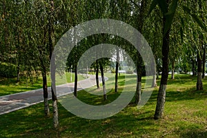 Painted path in lakeside lawn and trees on sunny summer day