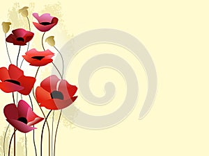 Painted poppies background