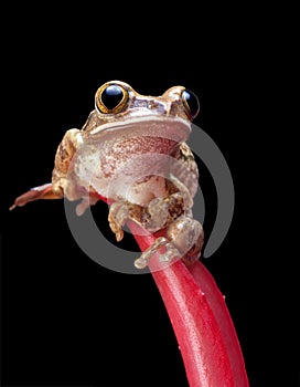 Painted reed frog