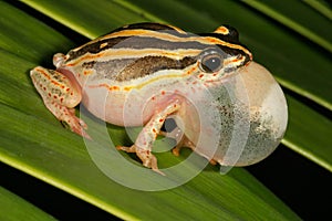 Painted reed frog