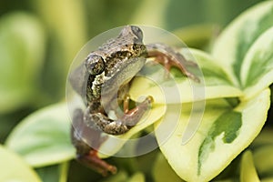 Painted Reed Frog