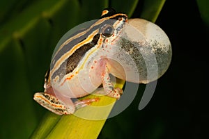 Painted reed frog