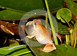 Painted Reed Frog Male South Africa