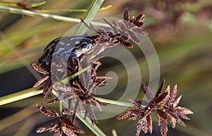 Painted Reed Frog - Okavango - Botswana