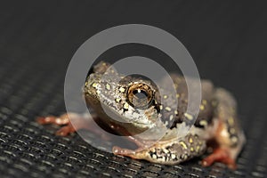 Painted reed frog with red feet