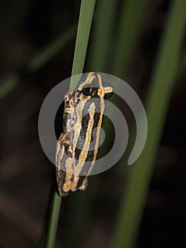 Painted reed frog sitting on a reed