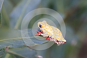 Painted Reed Frog or Spoted Tree Frog