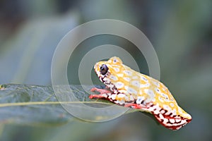 Painted Reed Frog or Spoted Tree Frog