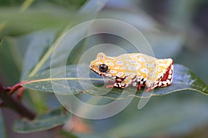 Painted Reed Frog or Spoted Tree Frog