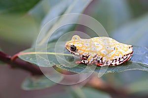 Painted Reed Frog or Spoted Tree Frog