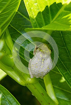 Painted reed frog in urban garden South Africa