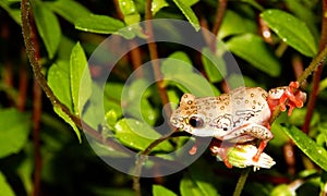 Painted Reedfrog sitting on a plant stem