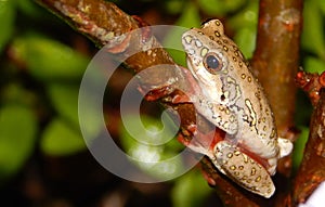 Painted Reedfrog sitting on a twig