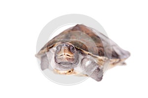 Painted river terrapin on white background.