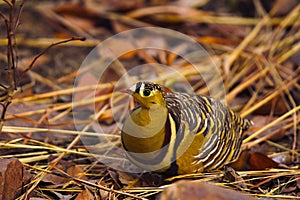 Painted sandgrouse, Pterocles indicus, Panna Tiger Reserve, Madhya Pradesh, India