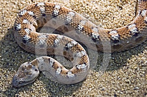 Painted saw-scaled viper 1