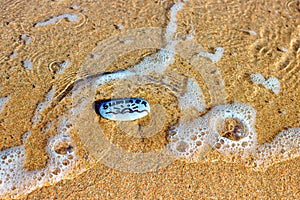 Painted sea pebbles on a summer beach in the oncoming wave. Inscription on the stones `SUMMER !`