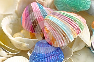 Painted seashell, Shells for coloring