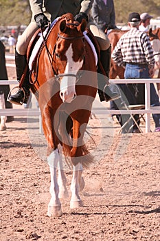 Painted show horse photo