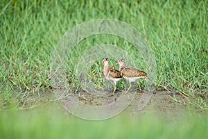 Painted snipe, rostratula benghalensis