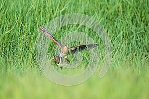 Painted snipe unfold wings photo