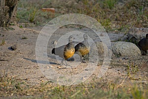 Painted Spurfowl, Galloperdix lunulata , Hampi, Karnataka