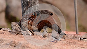 Painted spurfowl or Galloperdix lunulata observed at Hampi in Karnataka, India